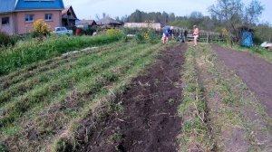 Уборка картофеля минитракторм Нева. Передний адаптер ктз-03 в деле