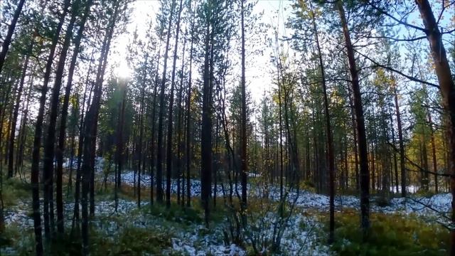 Случай на Охоте. Медведь вместо Лося. смотреть онлайн