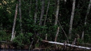 Боровичи и его окрестности