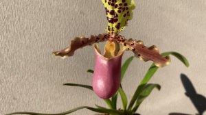 Paphiopedilum Henryanum - Orchid