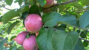 Новый перспективный сорт яблони АГАТА КРИСП