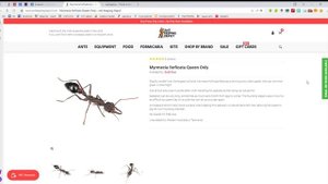 Муравей бульдог стоимостью в автомобиль! Распаковка. Myrmecia forficata