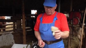 доильный аппарат АИД ремонт регулировка пульсатора коллектор