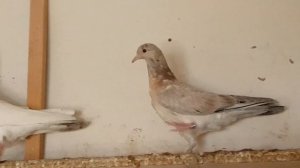 Эксперимент "Мраморные шейки". Вот что получилось. Голуби с Республики Дагестан. Bakı göyərçinlər