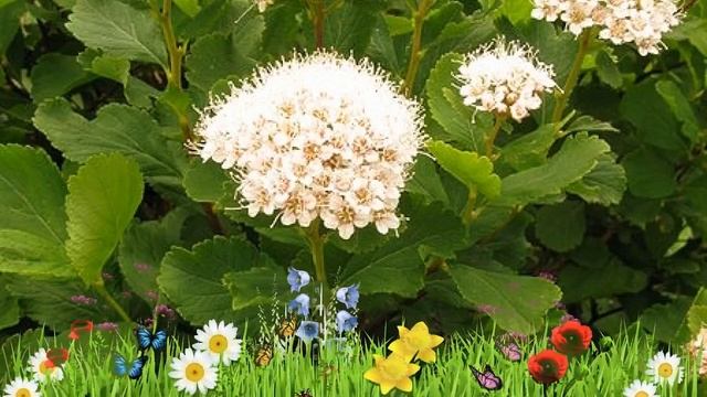 Спирея березолистная ? Обзор: посадка и уход. саженцы спиреи : описание и особенности смотреть онлайн