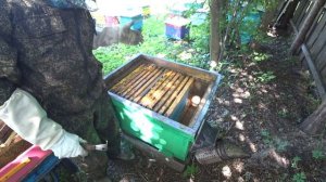 ПОСТАНОВКА МАГАЗИНОВ НА ДОМАШНЕМ ТОЧКЕ НА ГЛАВНЫЙ МЕДОСБОР, КАК И КАКИМ ПЧЕЛОСЕМЬЯМ.