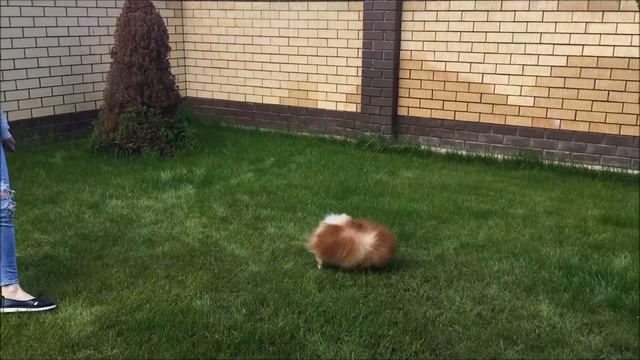 Умнейшая собака немецкий шпиц German Spitz выполняет команду "ФУ-нельзя" смотреть онлайн