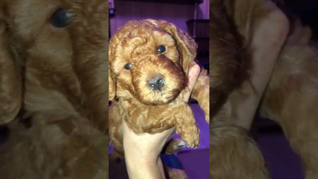 Ред Браун 1.02.2021