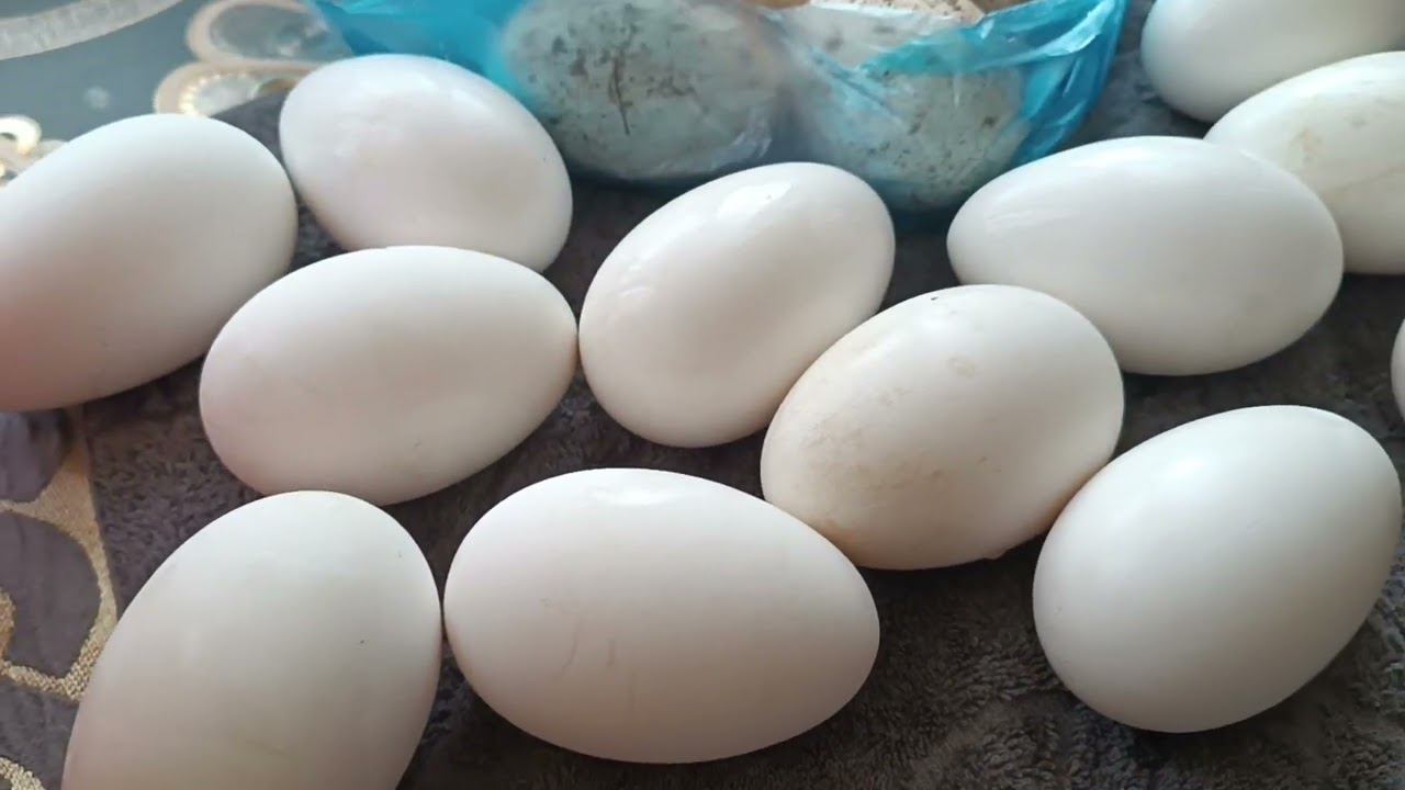 Опять Гуси!!! смотреть онлайн