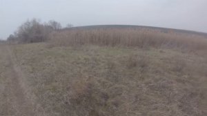 Охота с гончими на лису