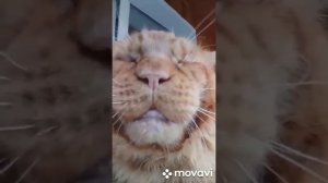 Кот Джокер,Мейн кун. Плейлист. Наше творчество.