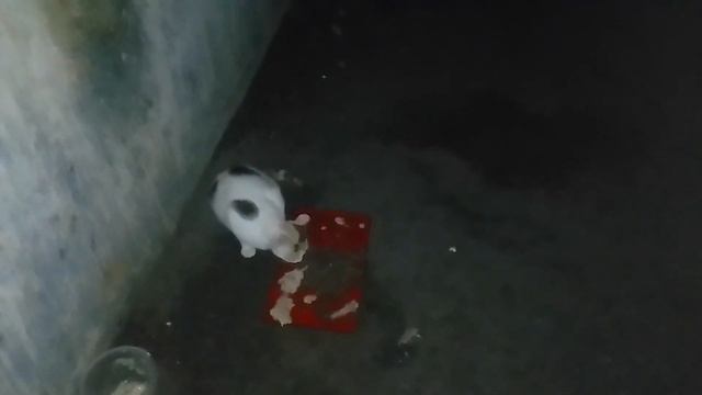 Алла.Трое из ларца и их друзья.Пушок приходит  и его дамы.