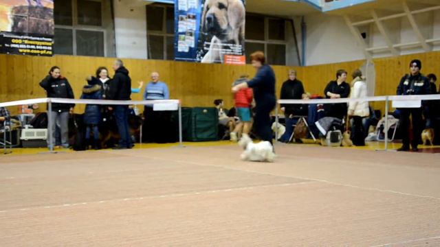 3.12.2017 Выставка САС (Ногинск, Моск.обл.) смотреть онлайн