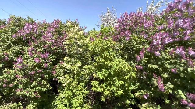 Сирень / Борисовские пруды смотреть онлайн