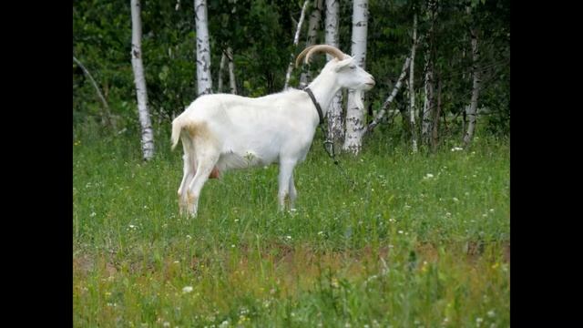 8 ЧЕРНАЯ КОЗА смотреть онлайн