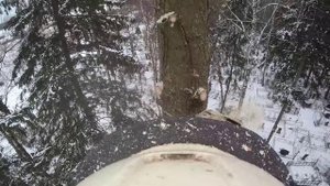 Пилим елку на кладбище, под самый корешок