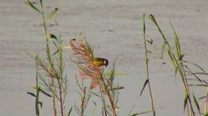 21_05_2019 _НА ПРУДУ_с.ГОФИЦКОЕ.mp4