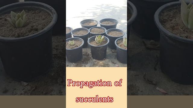 propagation of succulents 🤗#short #trendy #short