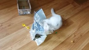 БРОШЕННЫЙ КОТЕНОК #23 АКНЕ У КОШЕК ЛЕЧЕНИЕ | БРОШЕННЫЙ КОТИК  Уличный котенок