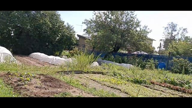 ?"Дачный сезон" Уход за растениями.Клубника-рыхление,прополка. смотреть онлайн