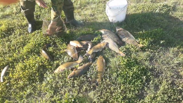 пруд "Черноморец" 11.07.17г. улов рыбака смотреть онлайн