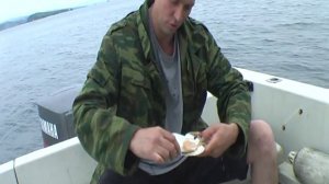 Морской Гребешок!