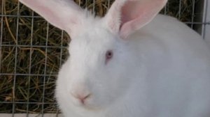 Разведение и содержание кроликов в клетках как бизнес идея | Кролиководство | Бизнес на кроликах