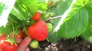 Сорт клубники Кристин саженцы клубники в Беларуси -питомник "Ягодный сад" Витебск