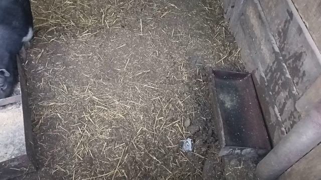 Вьетнамские свиньи