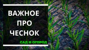 Культуры предшественники для озимого чеснока