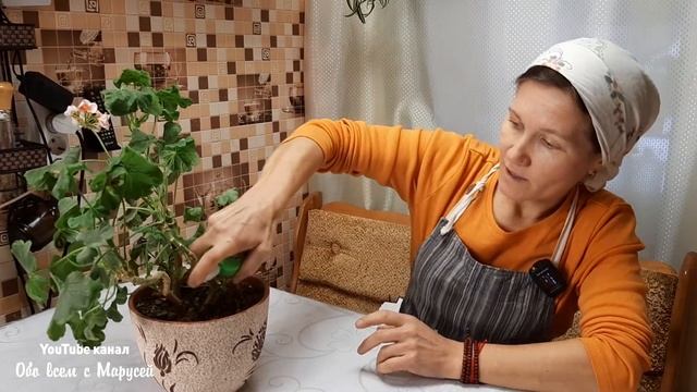 ЦВЕТОЧНАЯ МОШКА ГИБНЕТ СРАЗУ СМОЧИТЬ ЗЕМЛЮ ОДИН РАЗ /КАК ИЗБАВИТЬСЯ ОТ СЦИАРИД @obovsemsmarusya смотреть онлайн