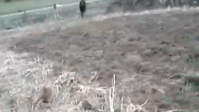 Волк смотреть онлайн