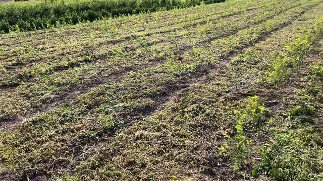 Новый маточник подвоев ВСЛ-2 смотреть онлайн