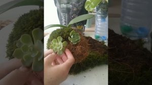 КОКЕДАМА своими руками. Мастер класс по изготовлению мохового шара с орхидеей