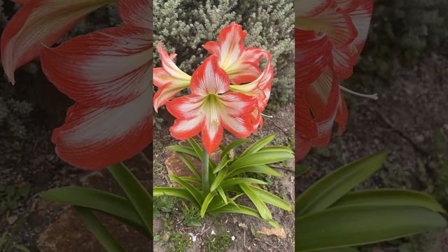 Amaryllis - Minerva | Hippeastrum