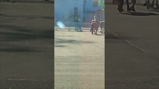 А  коник был с характером. Москва ВДНХ центр конных традиций  🍎 #мисхорскаягавань #searuss