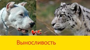 АРГЕНТИНСКИЙ ДОГ ПРОТИВ СНЕЖНОГО БАРСА DOGO ARGENTINO VS SNOW LEOPARD