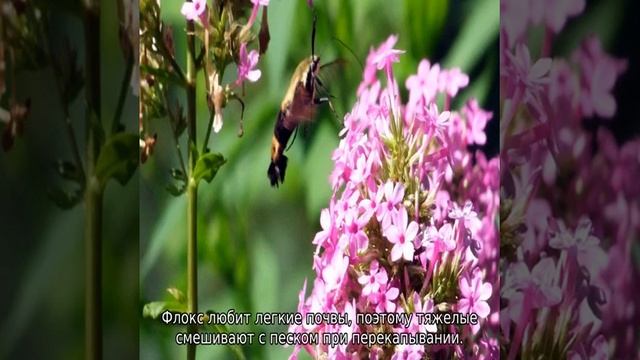 Флокс Друммонда смотреть онлайн