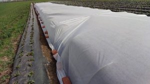 3 апреля. Укрыл всё агроволокном. Смотрим разницу температуры.