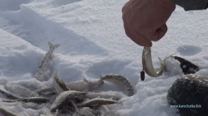 КОРЮШКА МАЛОРОТАЯ  УДАЧНО ПОРЫБАЧИЛИ