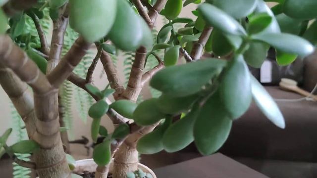 Денежное дерево, толстянка, красула . Ответ на два вопроса "почему" смотреть онлайн