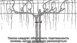 Виноград Платовский
