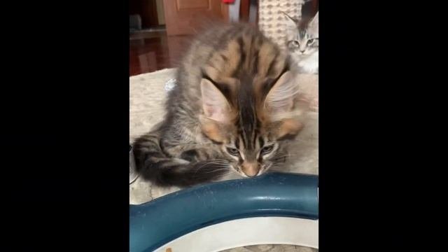 Мейн Куны . Котята?⬛