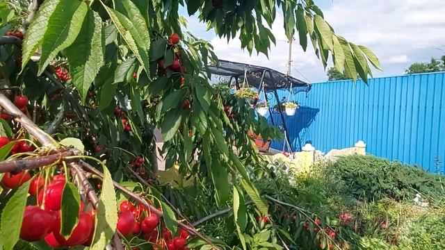 Черешня "Крупноплодная"