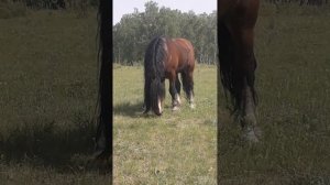 Владимирский тяжеловоз  Хвастун 5 лет???