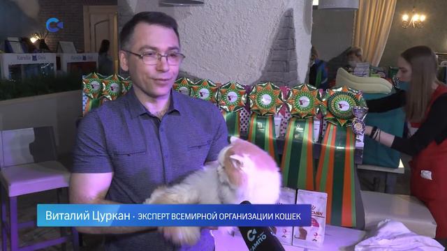 В Петрозаводске прошла выставка кошек "The Best Day"