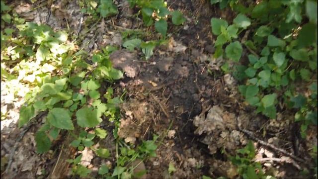 И один в лесу воин с Эквинокс 800 смотреть онлайн