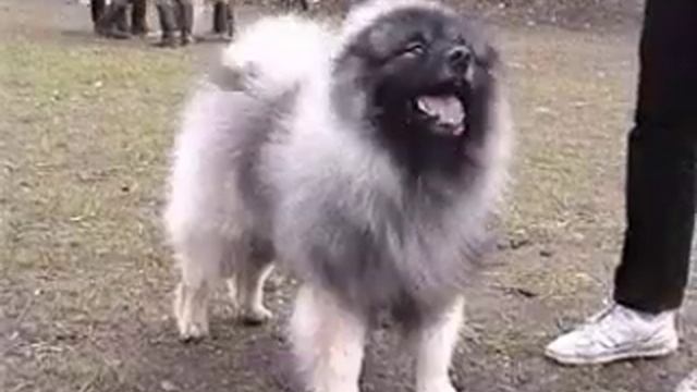 НЕМЕЦКИЙ ВОЛЬФШПИЦ смотреть онлайн