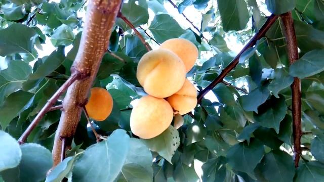 абрикос Форкло и Фардао смотреть онлайн