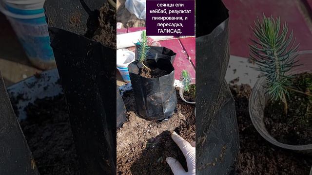 Результат июньского пикирования ели Кейбаб, голубая